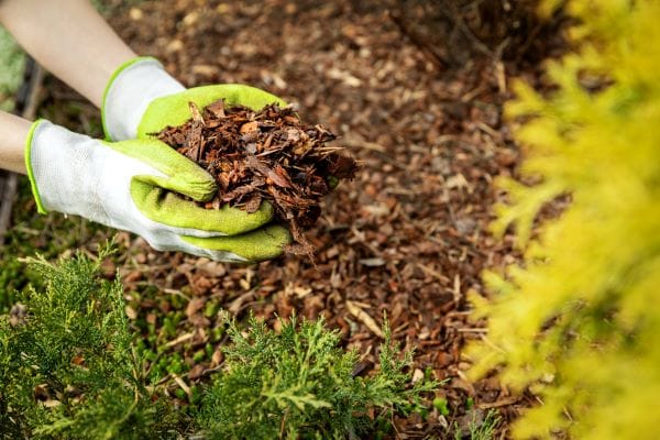 Melaleuca Florimulch