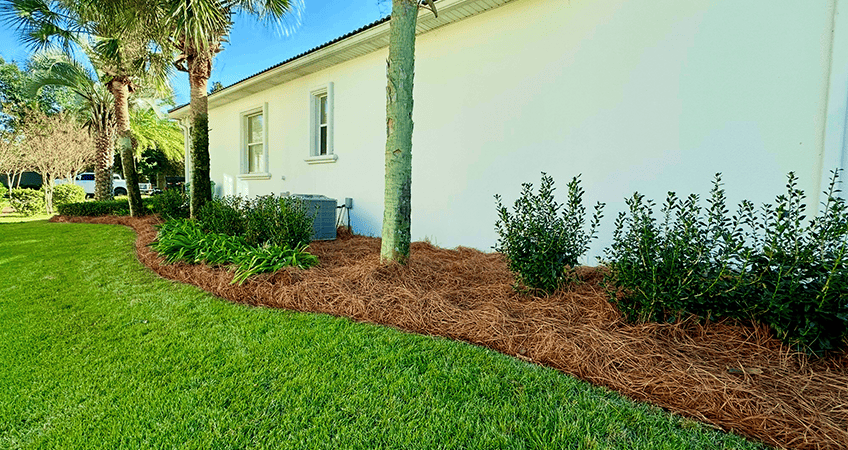 Natural Pine Straw